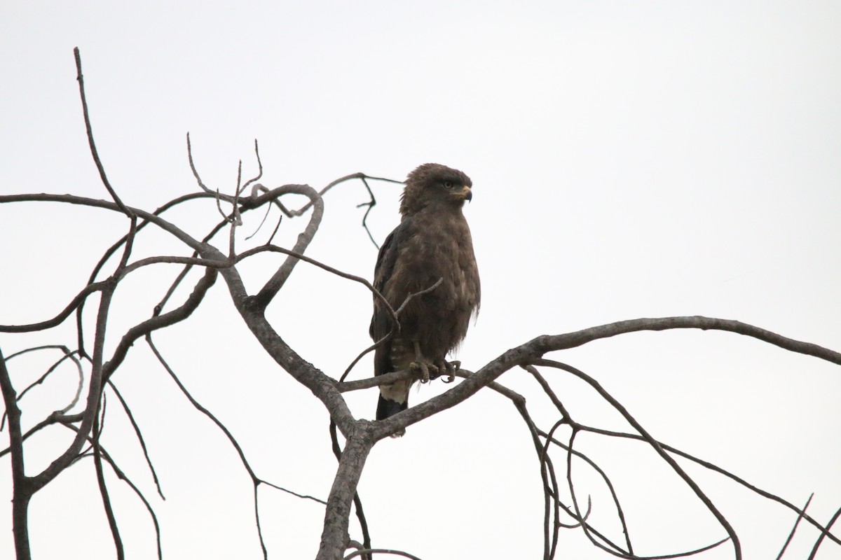 Banded Snake-Eagle - ML522916941