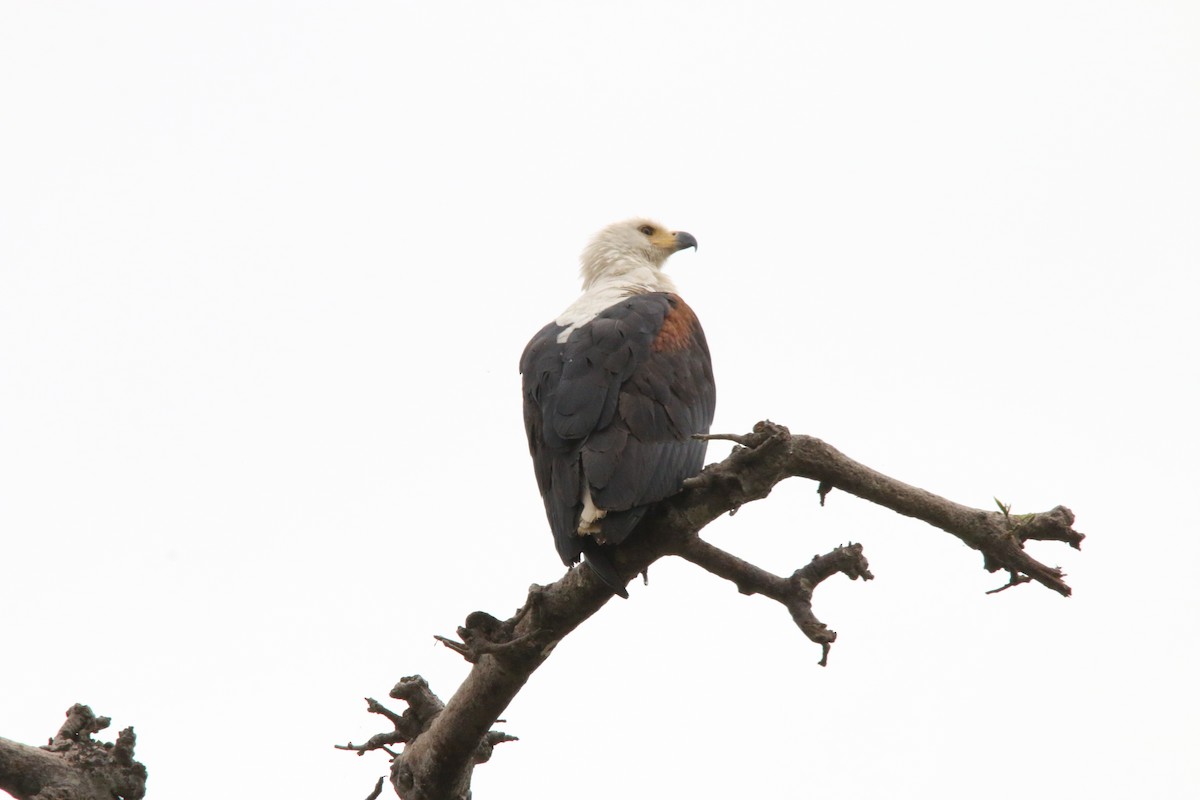 African Fish-Eagle - ML522917021