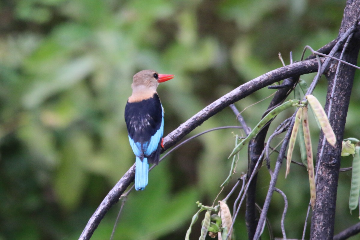 Gray-headed Kingfisher - ML522917041