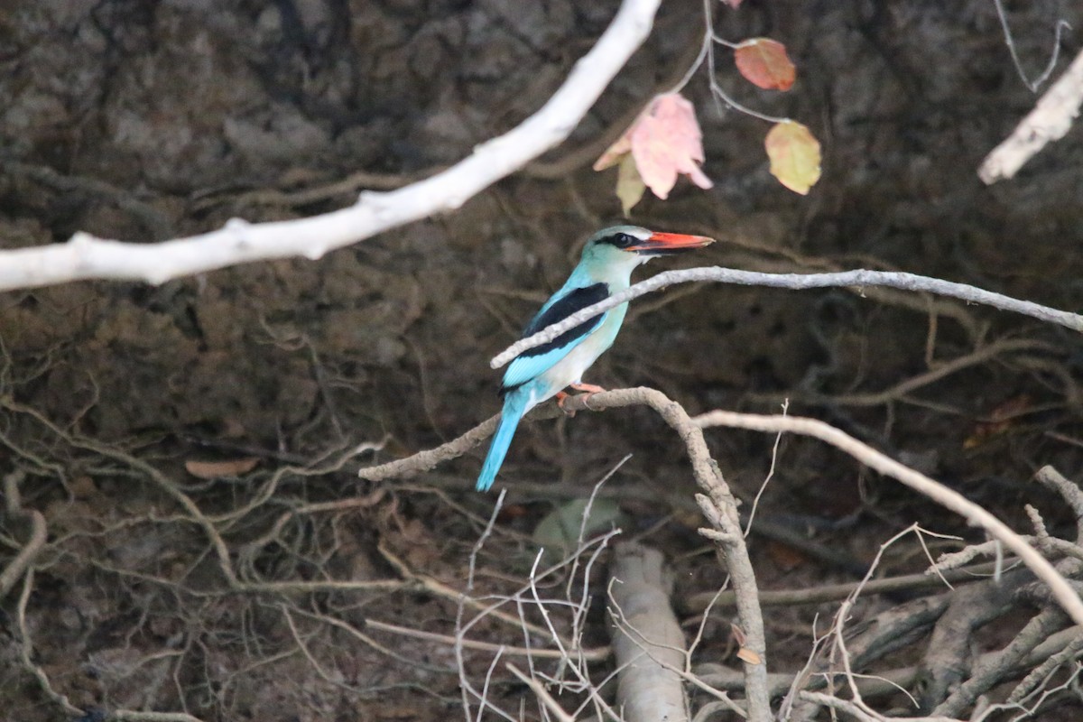 Blue-breasted Kingfisher - ML522917121