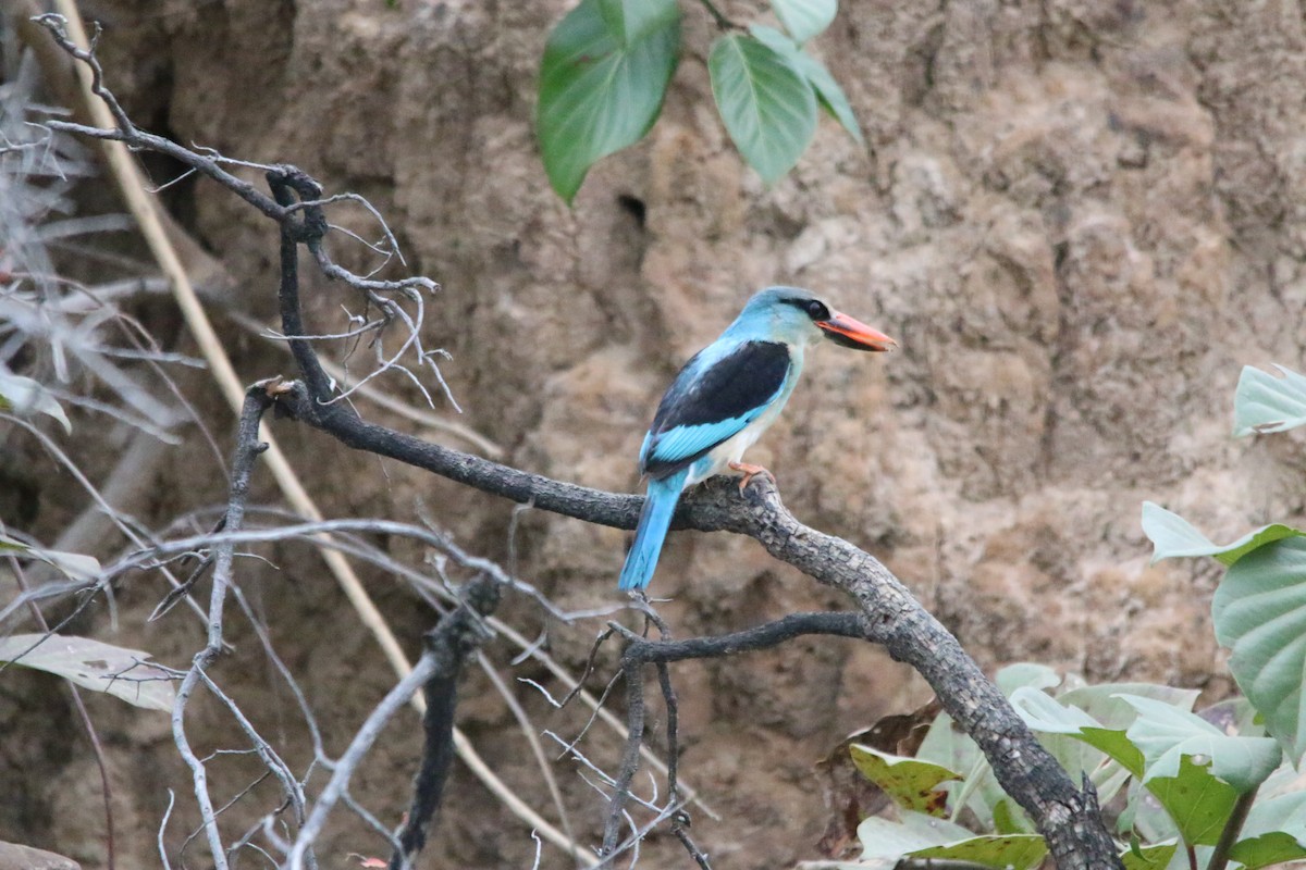 Blue-breasted Kingfisher - ML522917131