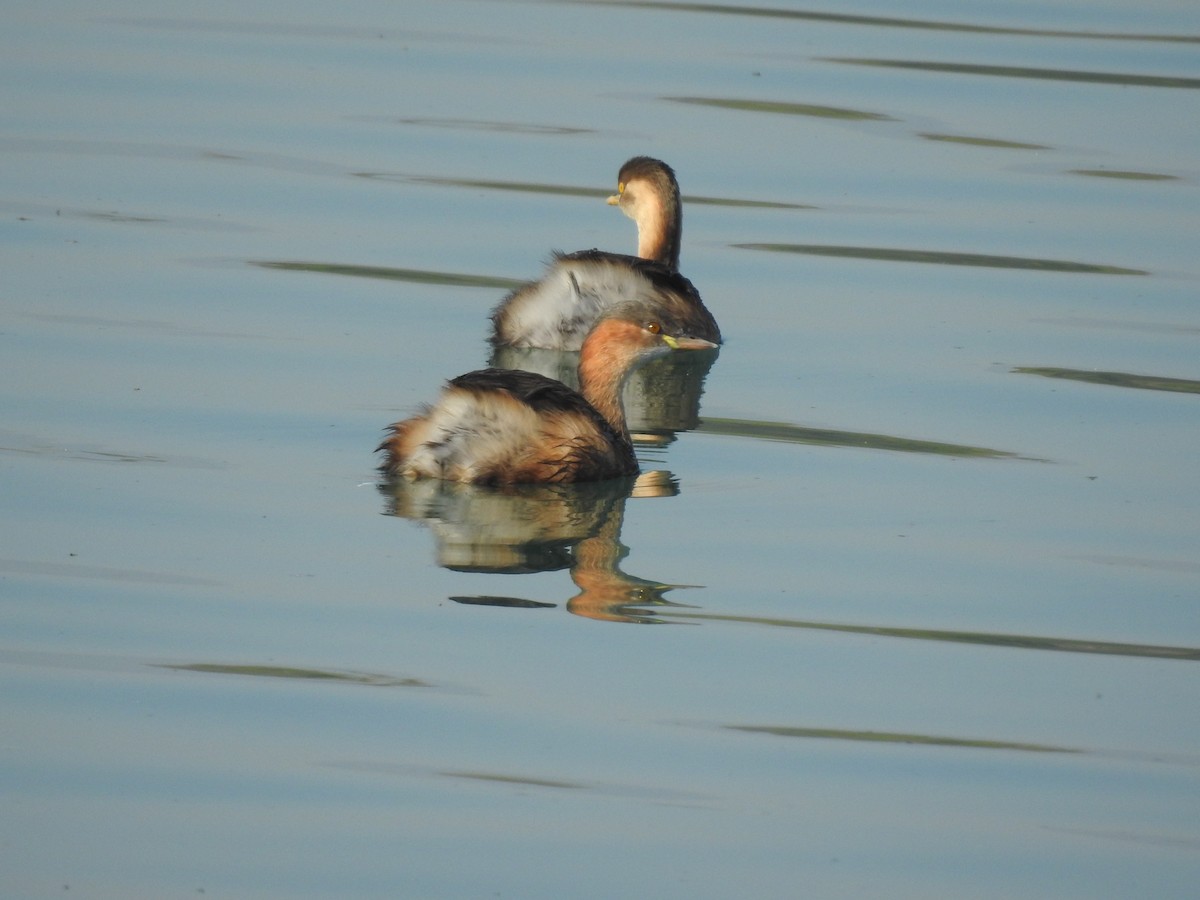 Хурган шунгуур - ML522917231