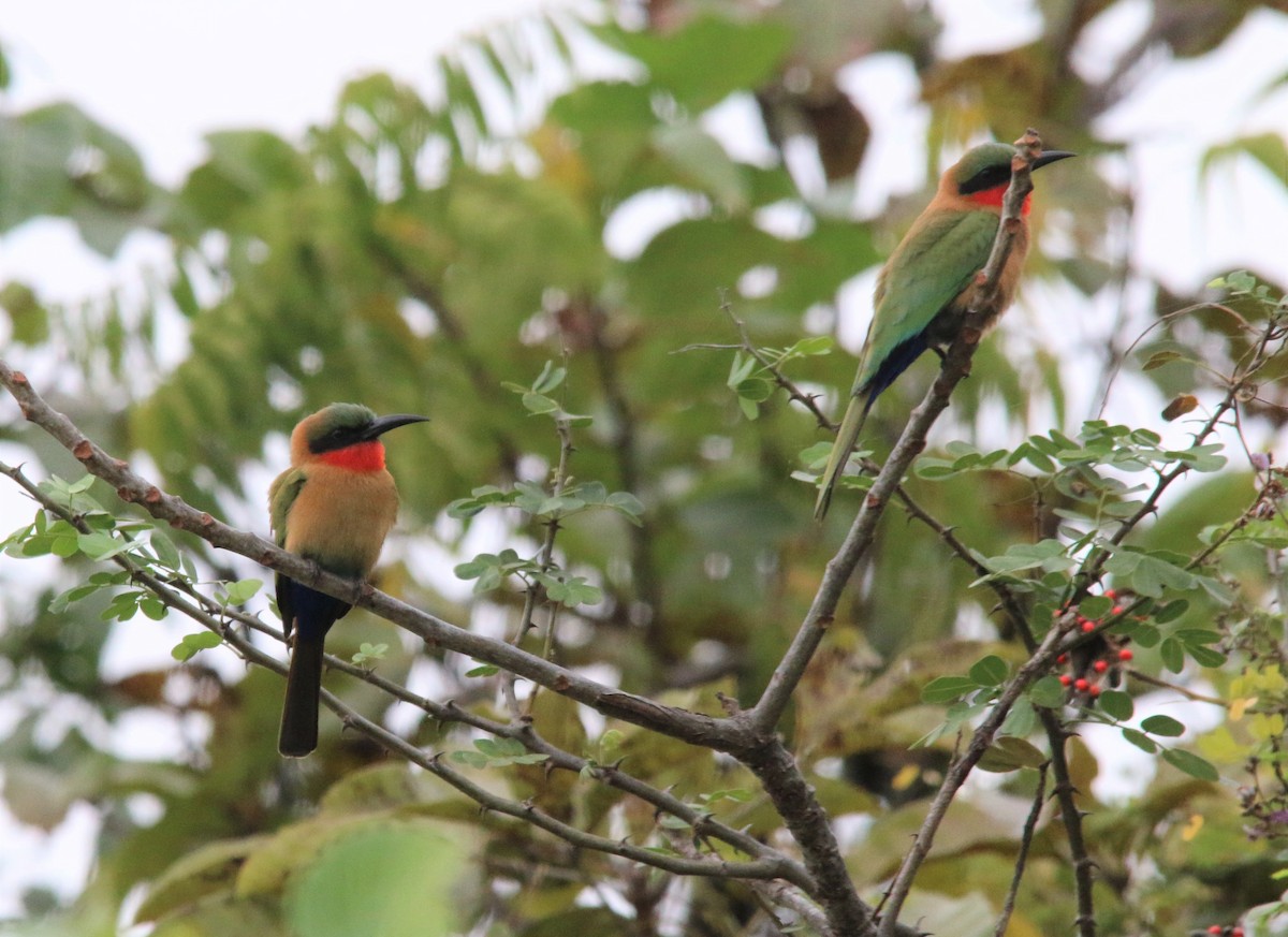 Red-throated Bee-eater - ML522917291