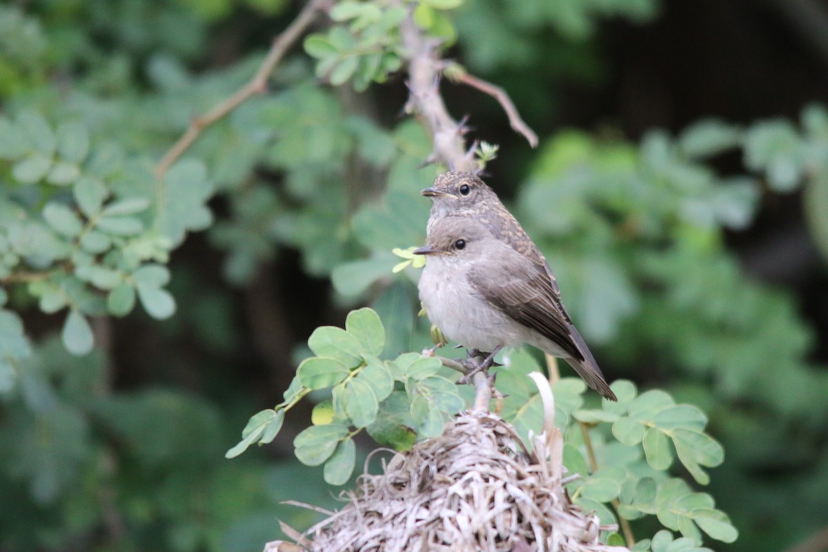 Swamp Flycatcher - ML522917461