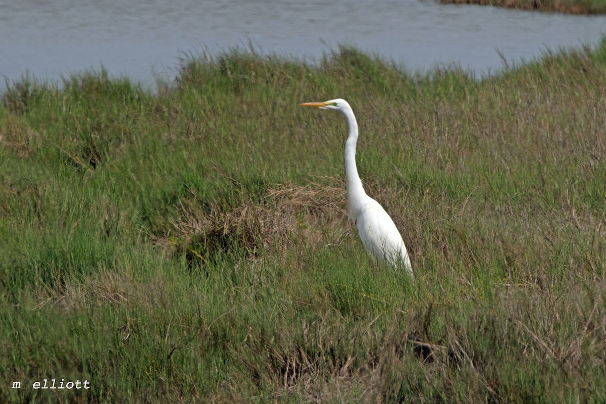 Great Egret - ML52291781