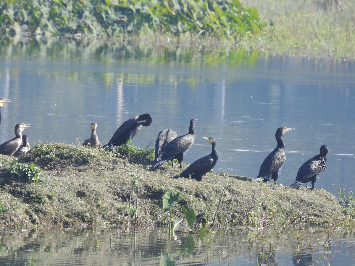 Great Cormorant - ML522918461