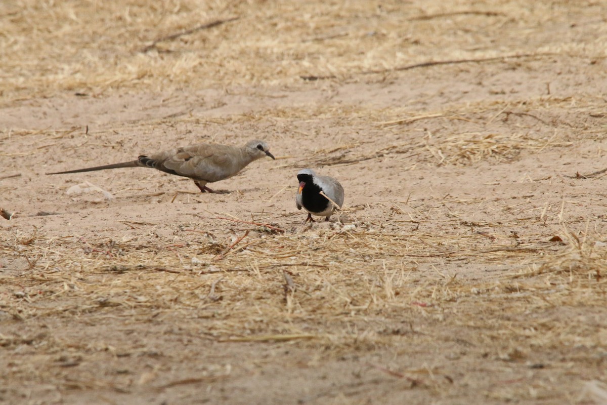 Namaqua Dove - ML522918511