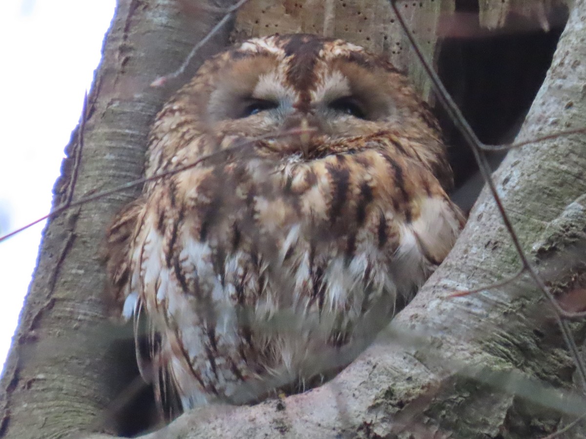 Tawny Owl - Remco Bredewold