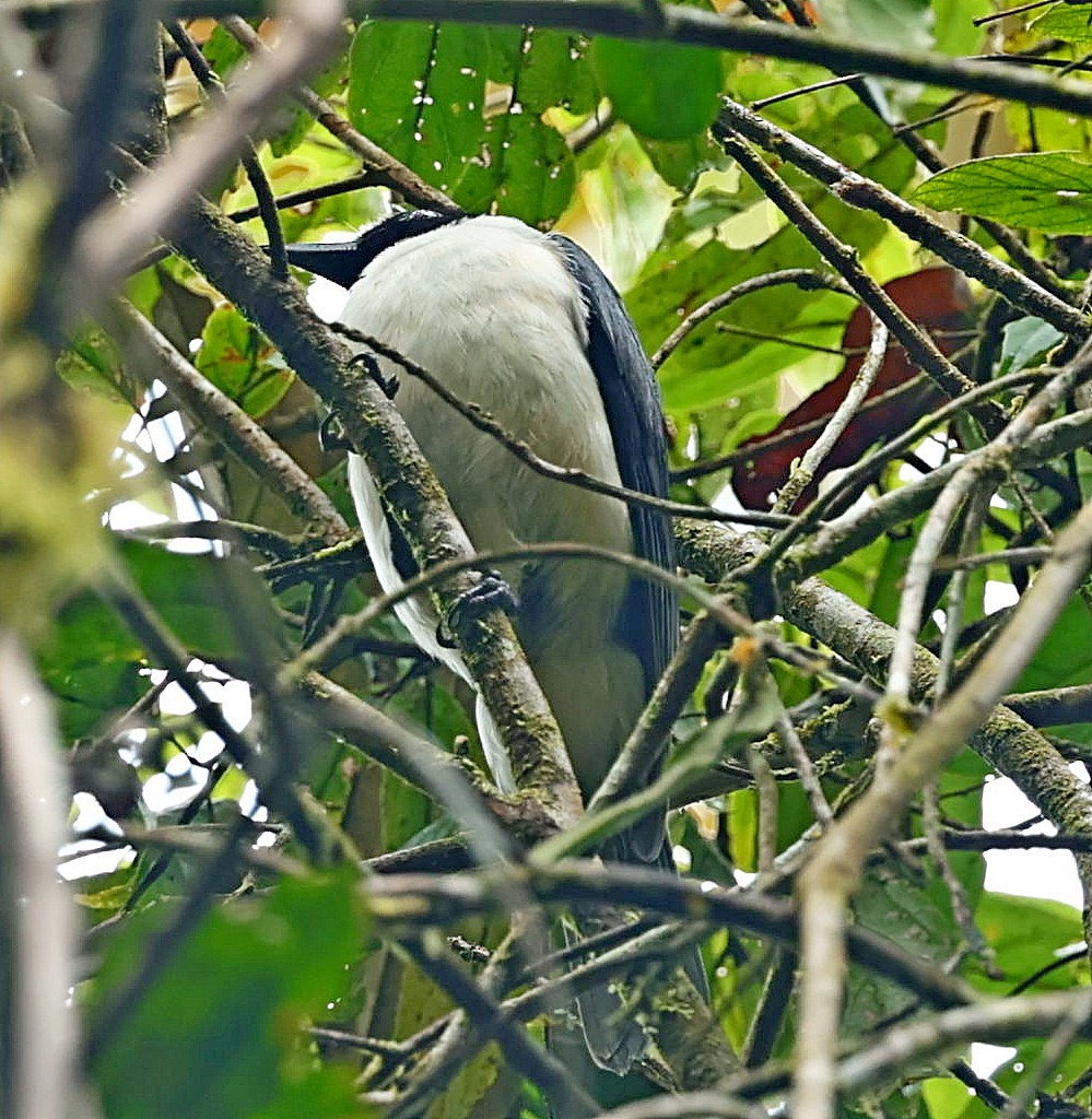 Madagascar Cuckooshrike - ML522919061
