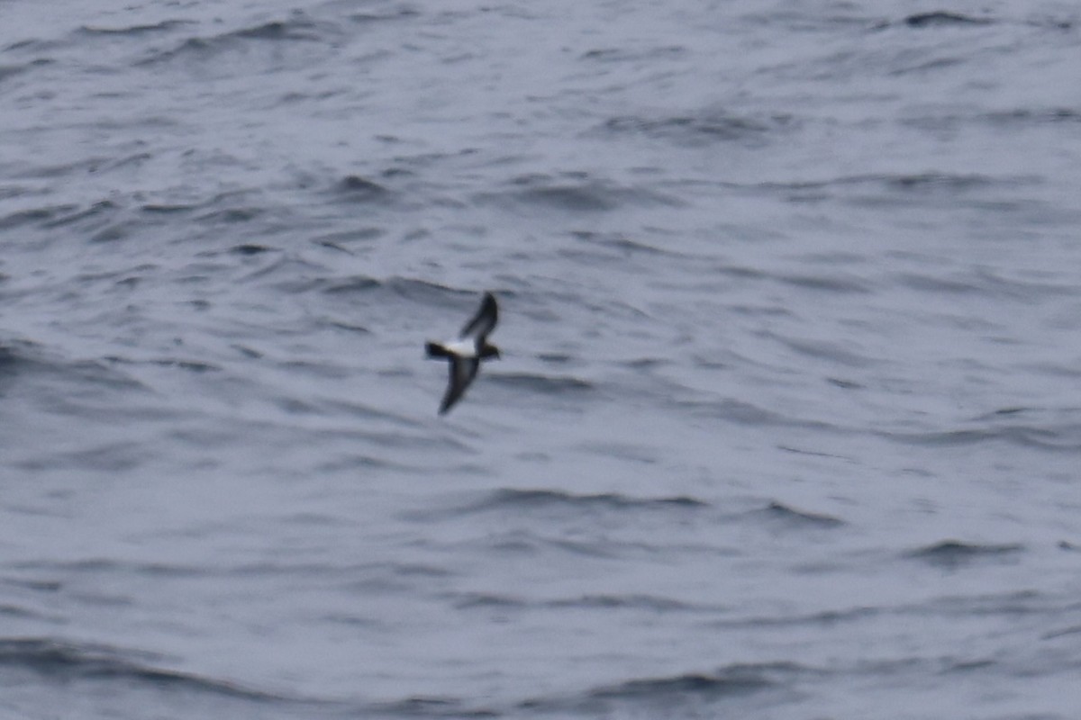 Black-bellied Storm-Petrel - Patrick  Dechon