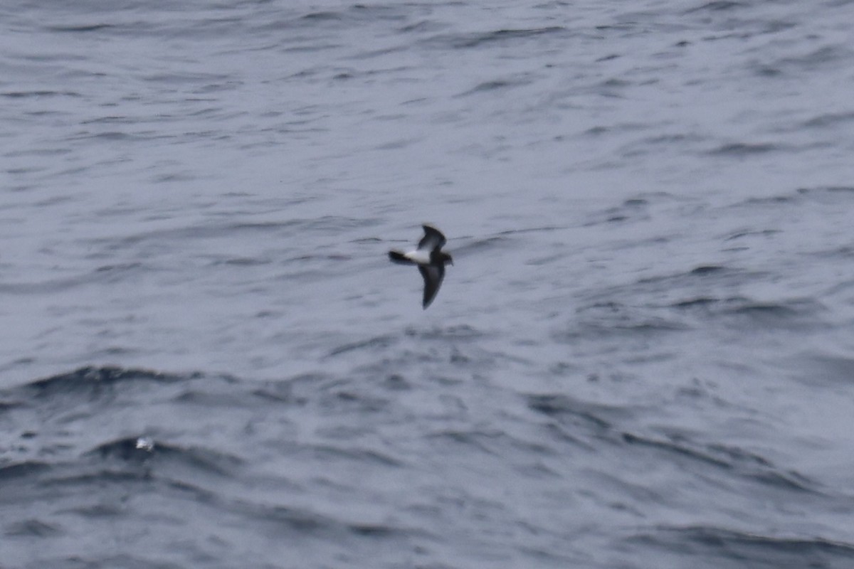 Black-bellied Storm-Petrel - Patrick  Dechon