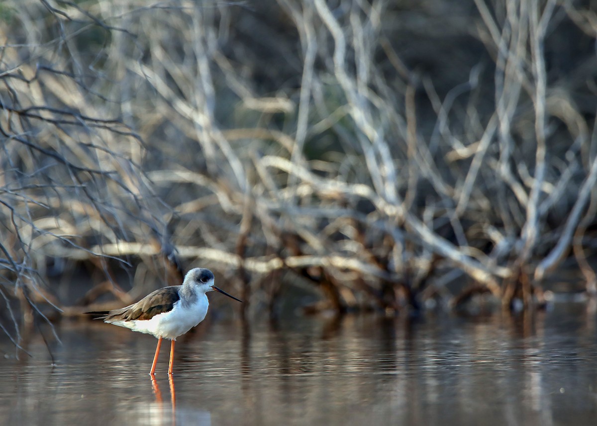 Black-winged Stilt - ML522920231