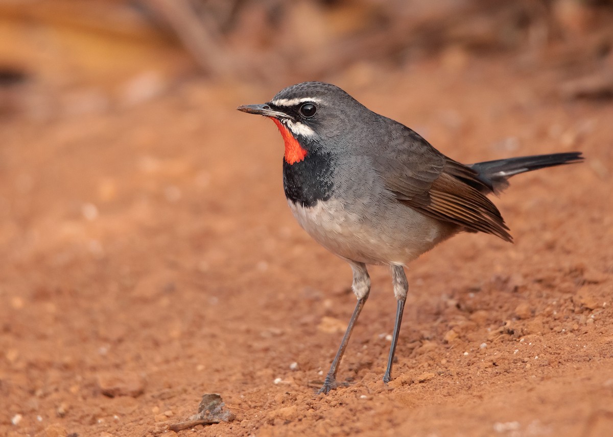 Chinese Rubythroat - Ayuwat Jearwattanakanok