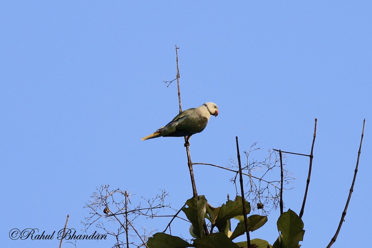 Malabar Parakeet - ML522921741