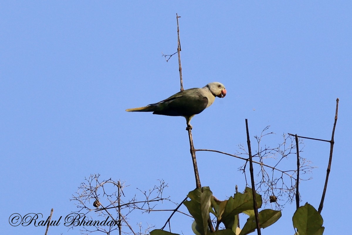 Malabar Parakeet - ML522921761