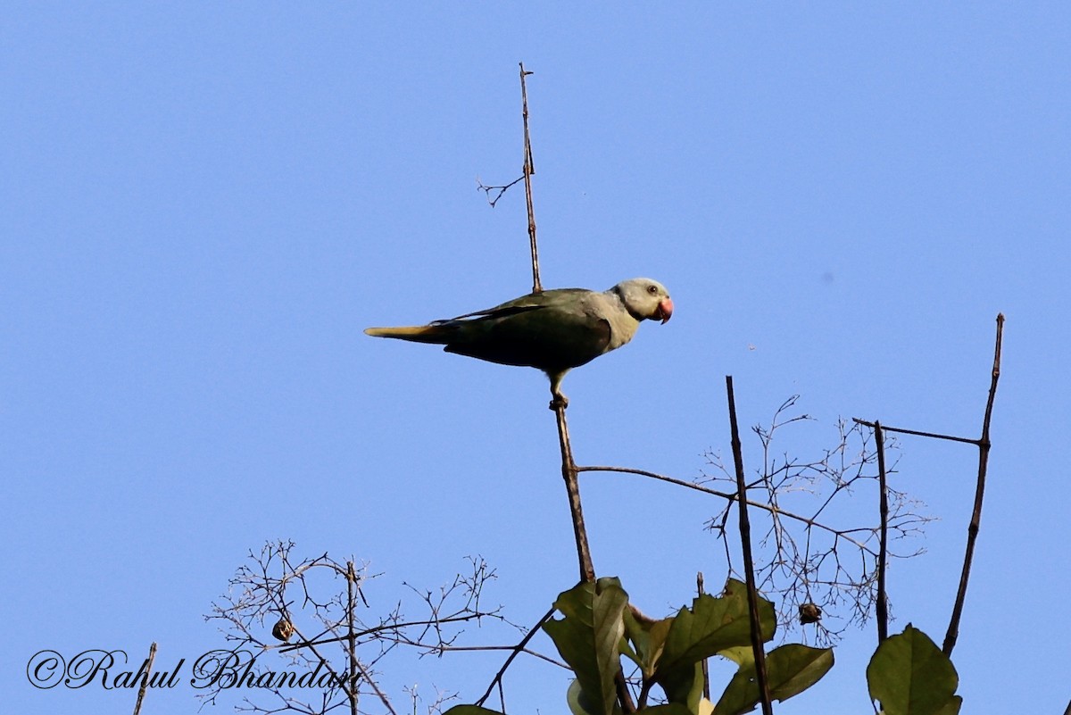 Malabar Parakeet - ML522921791