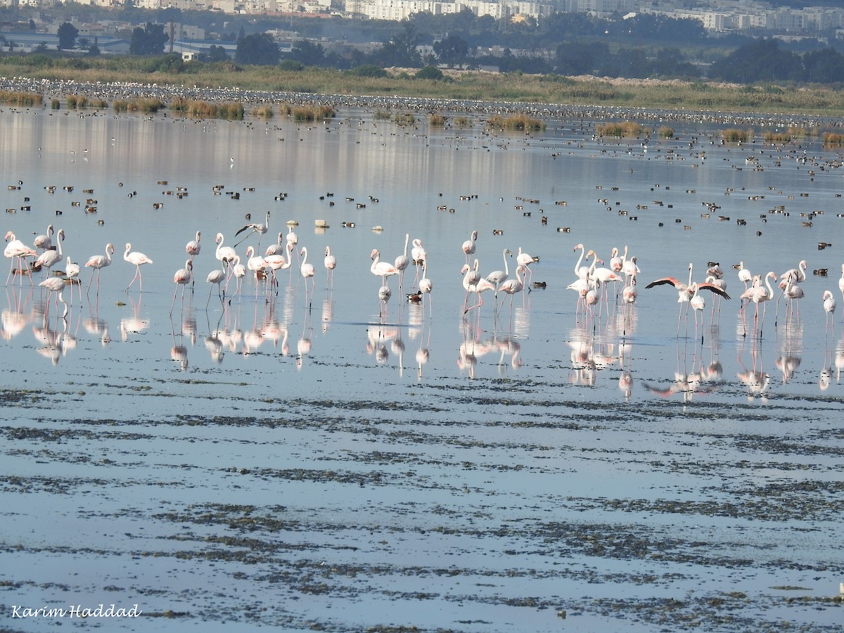 Greater Flamingo - ML52292191