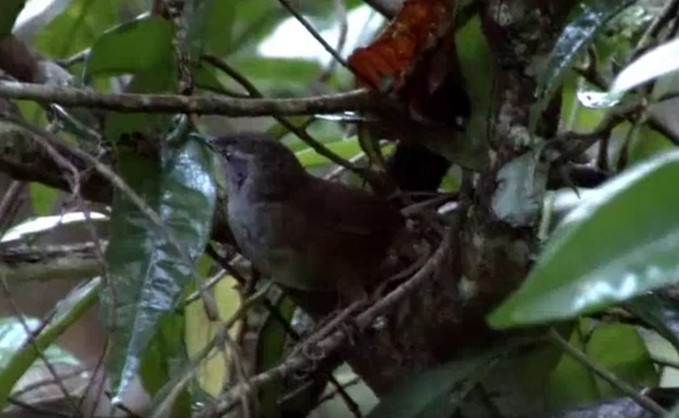 Sulawesi Bush Warbler - ML522922331