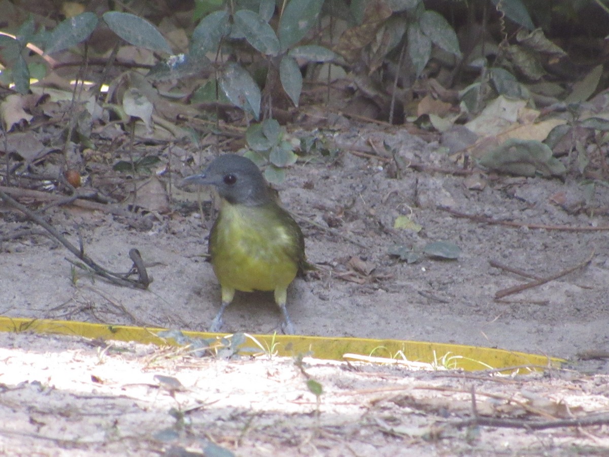 Gray-headed Bristlebill - Mike Ball