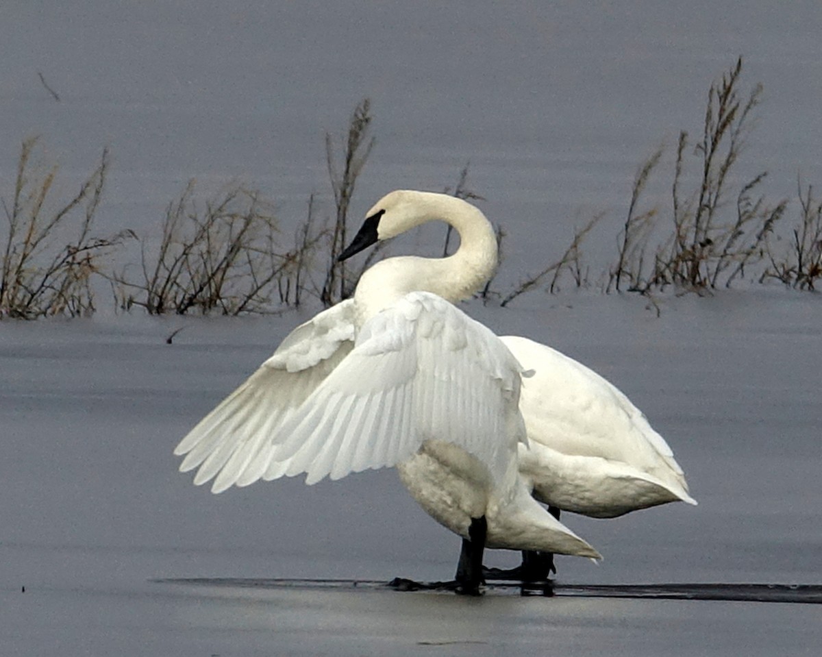 Tundra Swan - Michael DeWispelaere