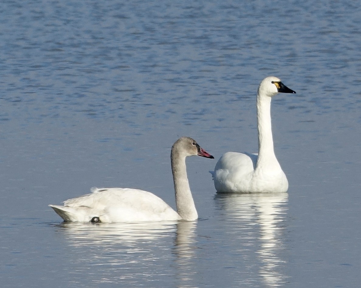 Tundra Swan - ML522924041