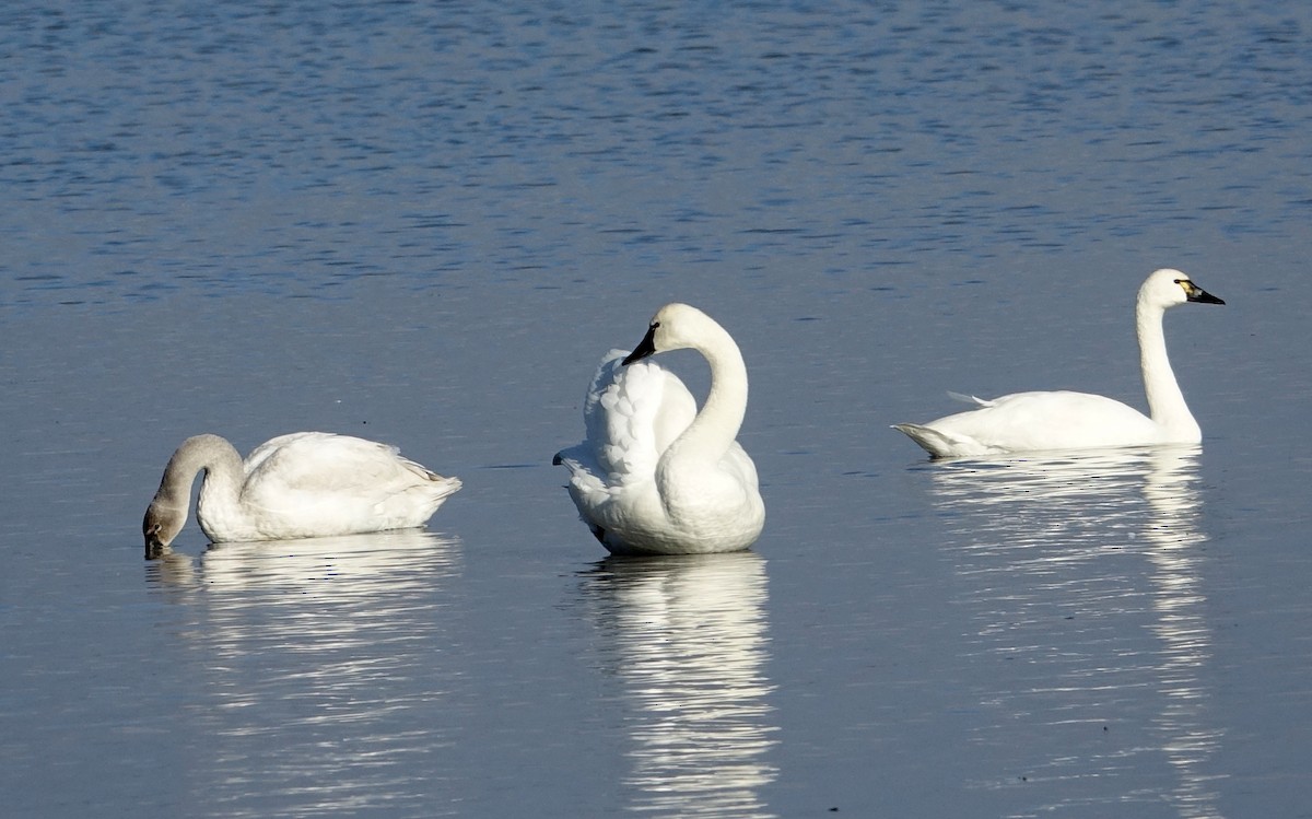 Tundra Swan - ML522924051