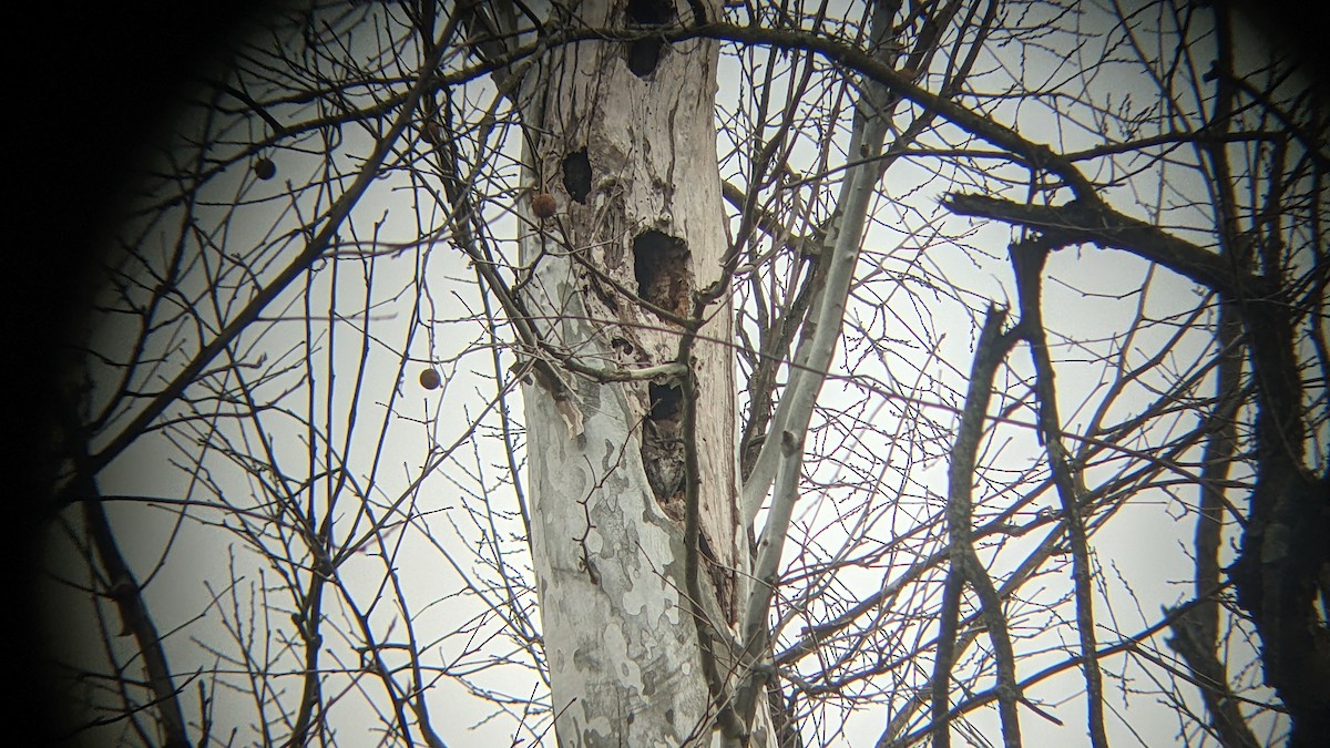Eastern Screech-Owl - ML522924571