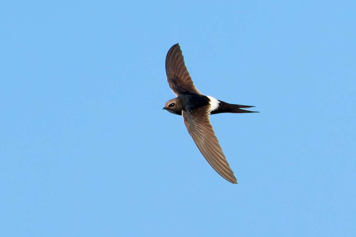 White-rumped Swift - ML522924641