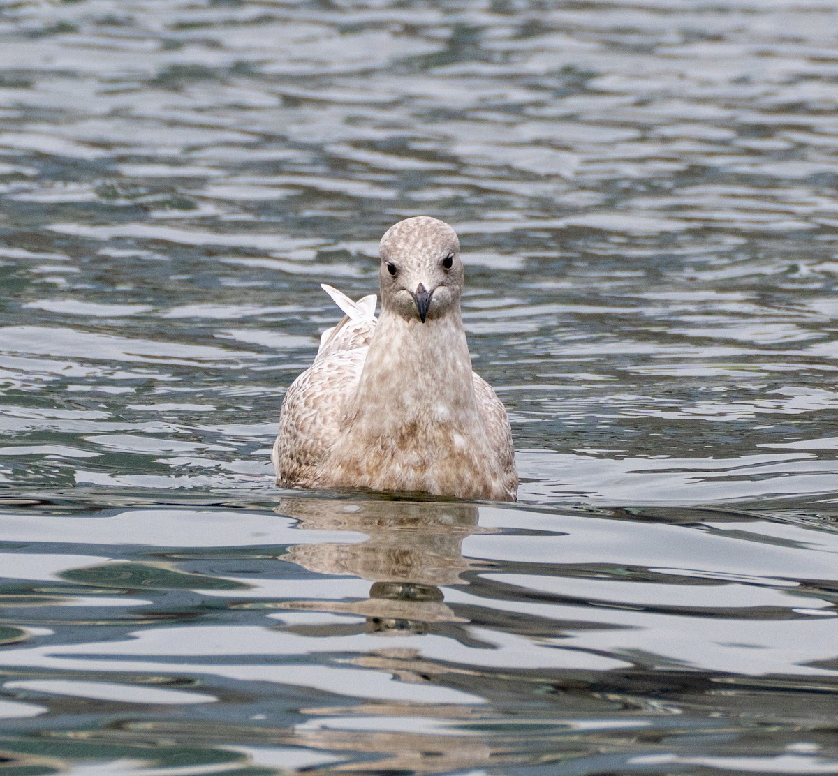 Iceland Gull - ML522924941