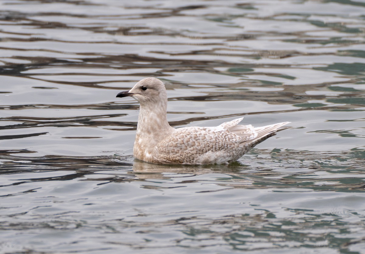 Iceland Gull - ML522924971