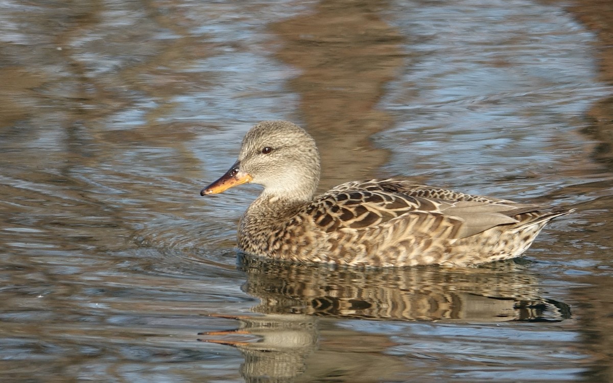 Gadwall - Michael DeWispelaere