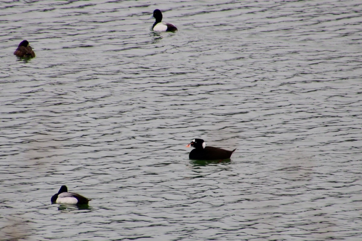 Surf Scoter - ML52292651