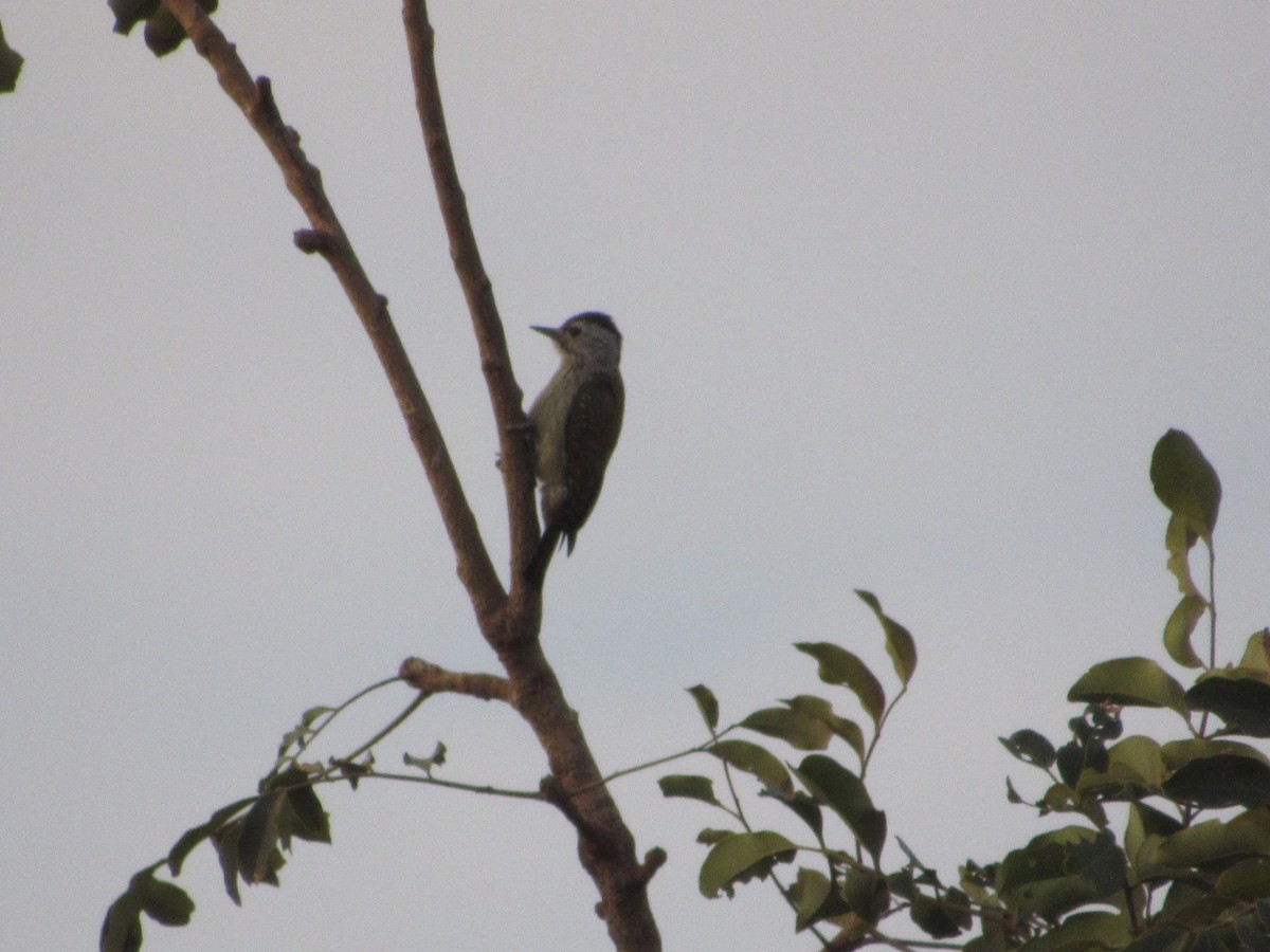 Cardinal Woodpecker - ML522927301