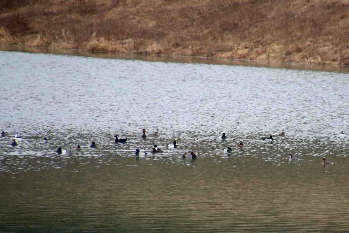 Lesser Scaup - ML52292771