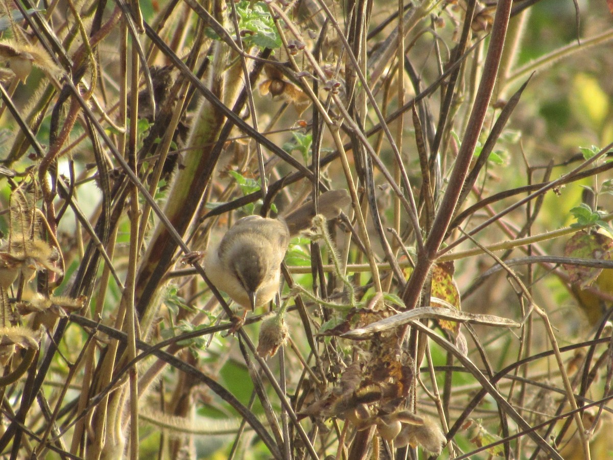 Tawny-flanked Prinia - Mike Ball