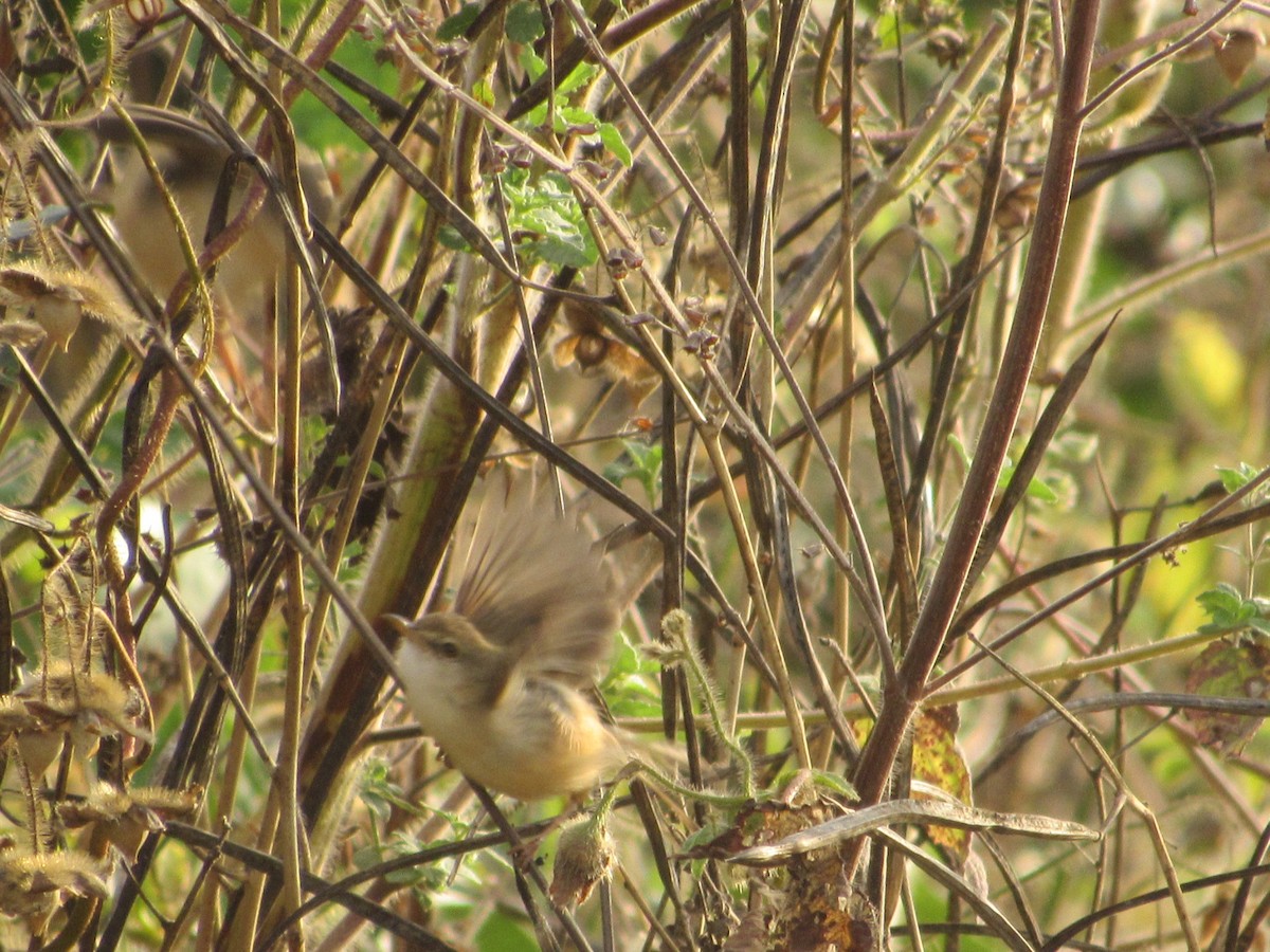 Tawny-flanked Prinia - ML522927961