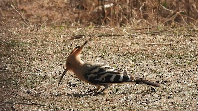 Eurasian Hoopoe - ML522930731