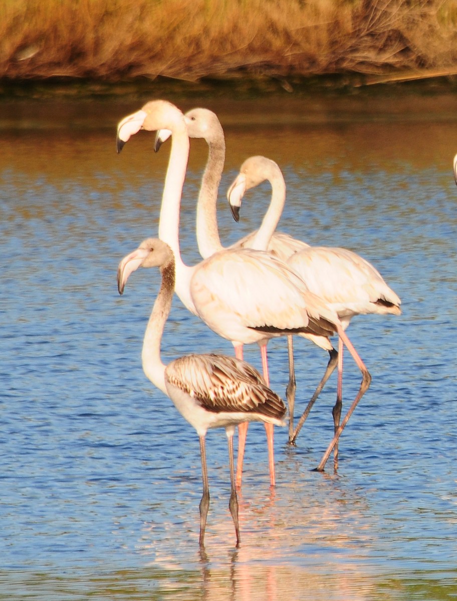 Greater Flamingo - ML522932151