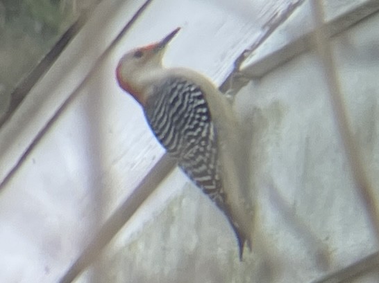 Red-bellied Woodpecker - ML522932191