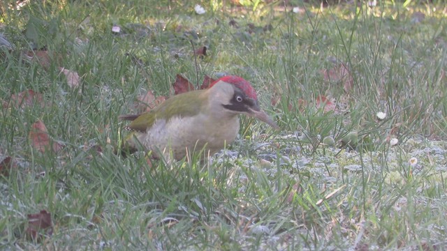 Eurasian Green Woodpecker (Eurasian) - ML522932931