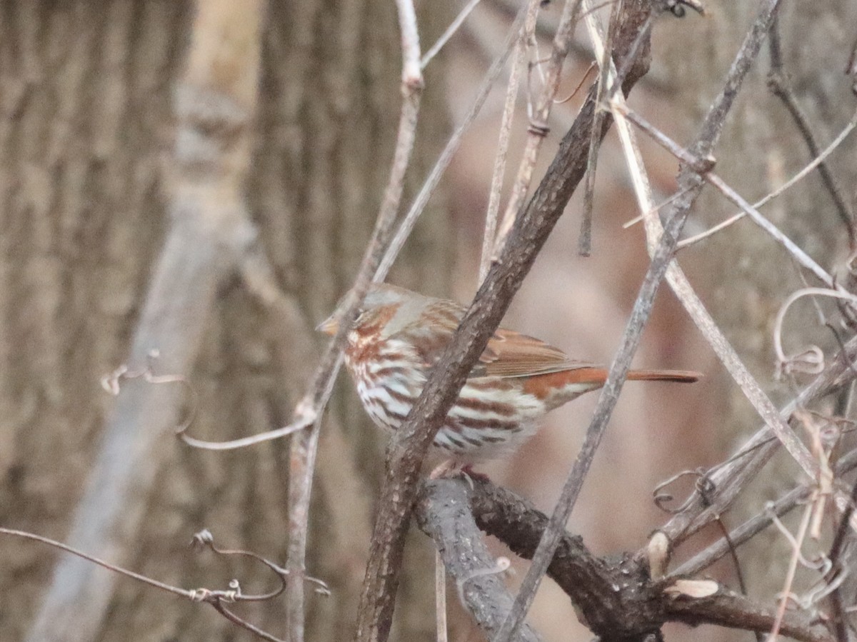 Fox Sparrow - ML522933171