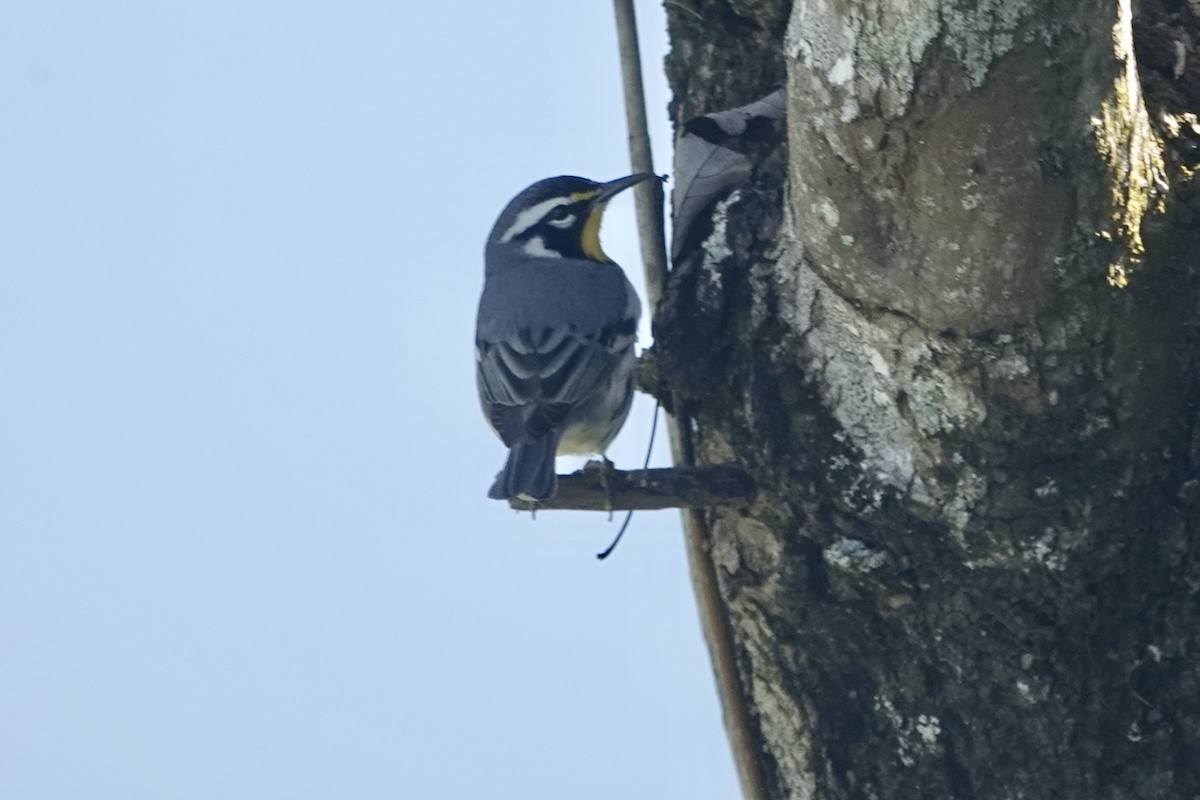 Yellow-throated Warbler - Larry Katkin