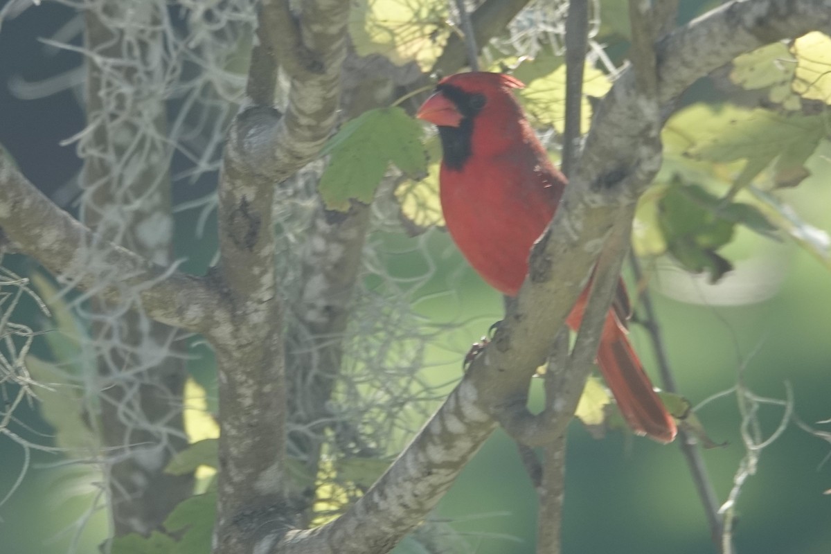 Cardinal rouge - ML522934401
