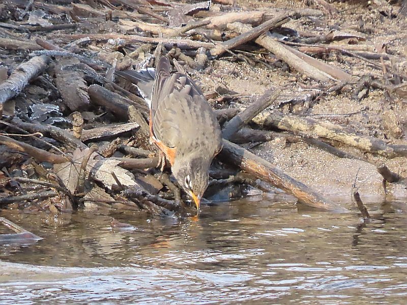 American Robin - ML522935841