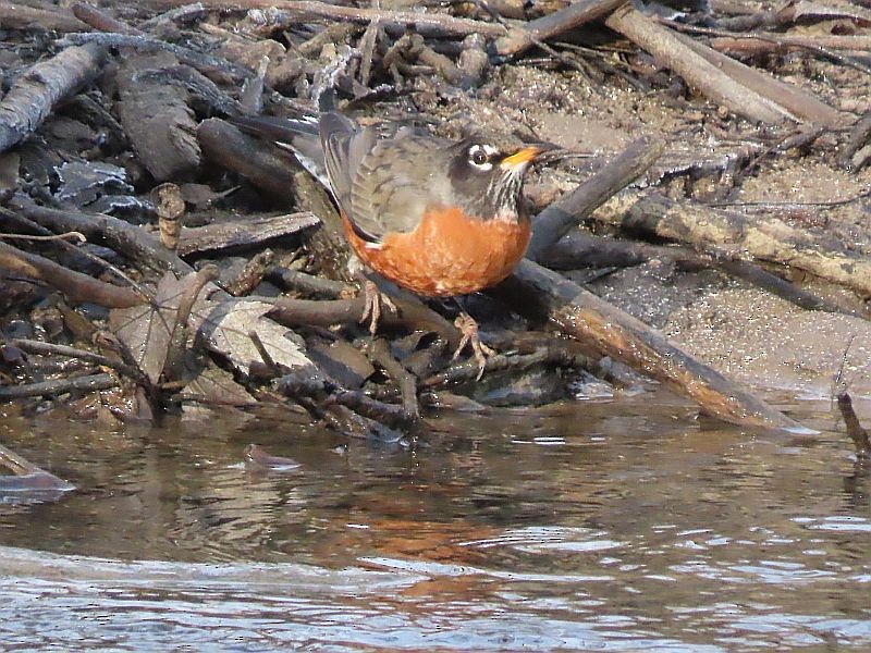 American Robin - ML522935851