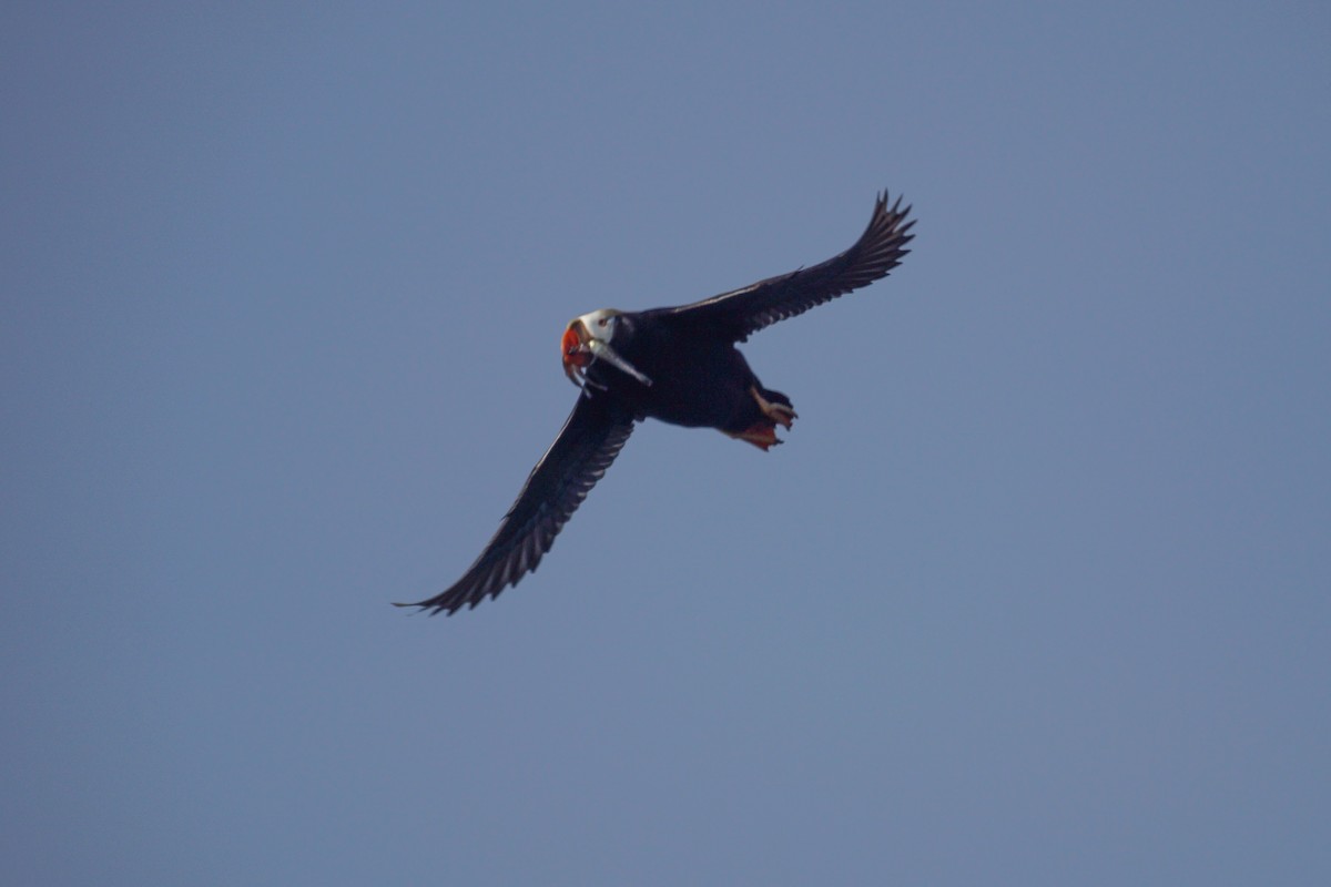 Tufted Puffin - ML522936561