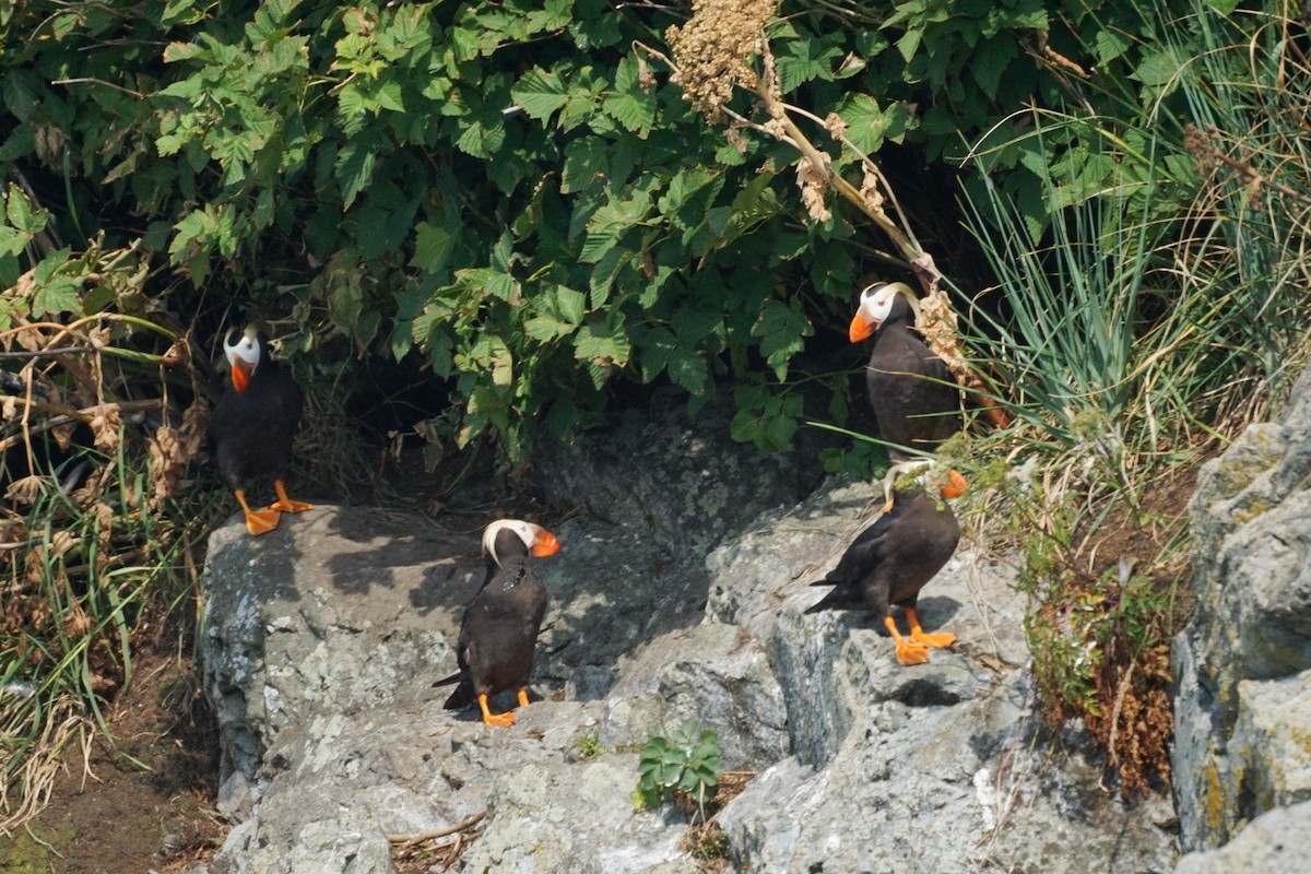 Tufted Puffin - ML522936581