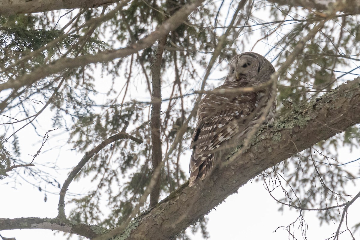 Barred Owl - ML522940121