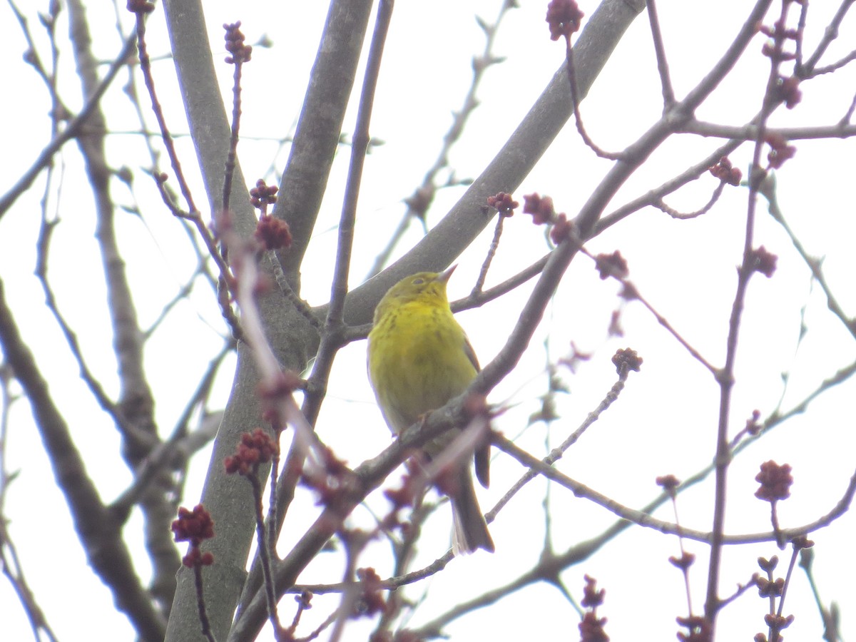 Pine Warbler - Peter Reisfeld