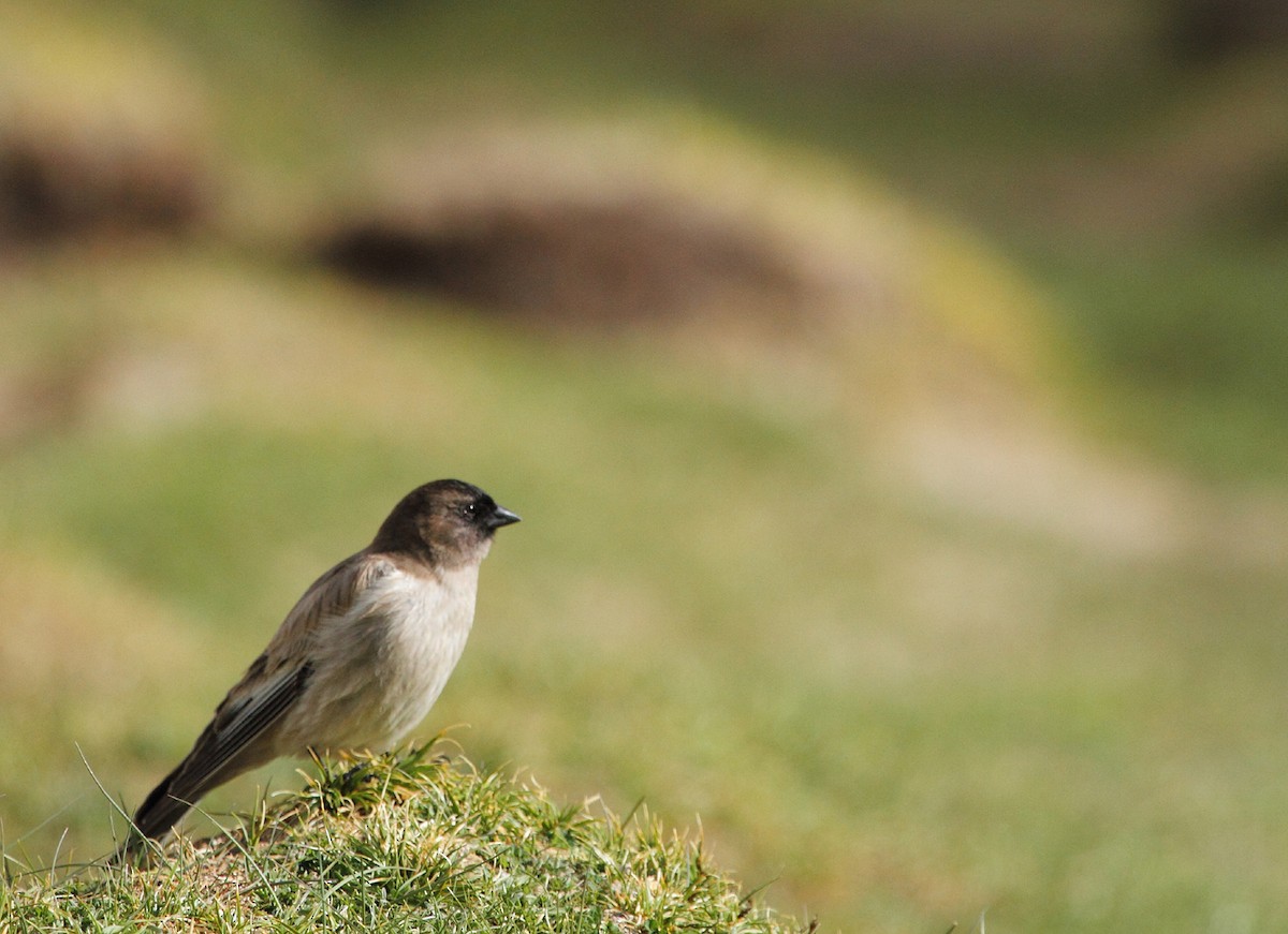 Black-headed Mountain Finch - ML522941321